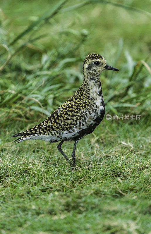 太平洋金鸻(Pluvialis fulva)是一种中型鸻。Papahānaumokuākea海洋国家纪念碑，中途岛，中途岛环礁，夏威夷群岛